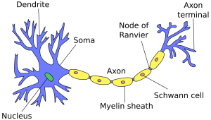 neuron